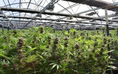 South Dakota picks Metrc to monitor growth, sales of legal cannabis