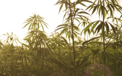 Tennessee Growers Coalition Continues Push for Delta-8, Hemp Regulation With Upcoming Event