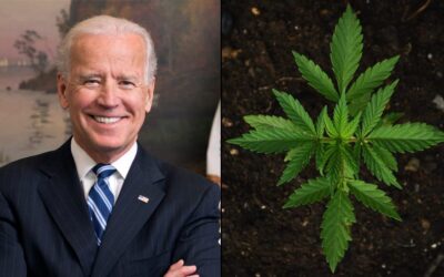 Bipartisan Majorities In Maryland Support Marijuana Legalization, Far Outpacing Biden’s Approval In New Poll