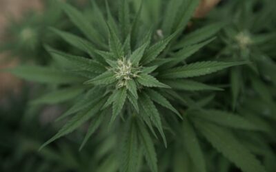 South Dakota House Rejects Marijuana Legalization Bill That Was Temporarily Revived In ‘Smoke Out’ Vote