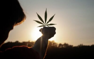 Clones versus seeds: What’s the best way to grow a cannabis product?