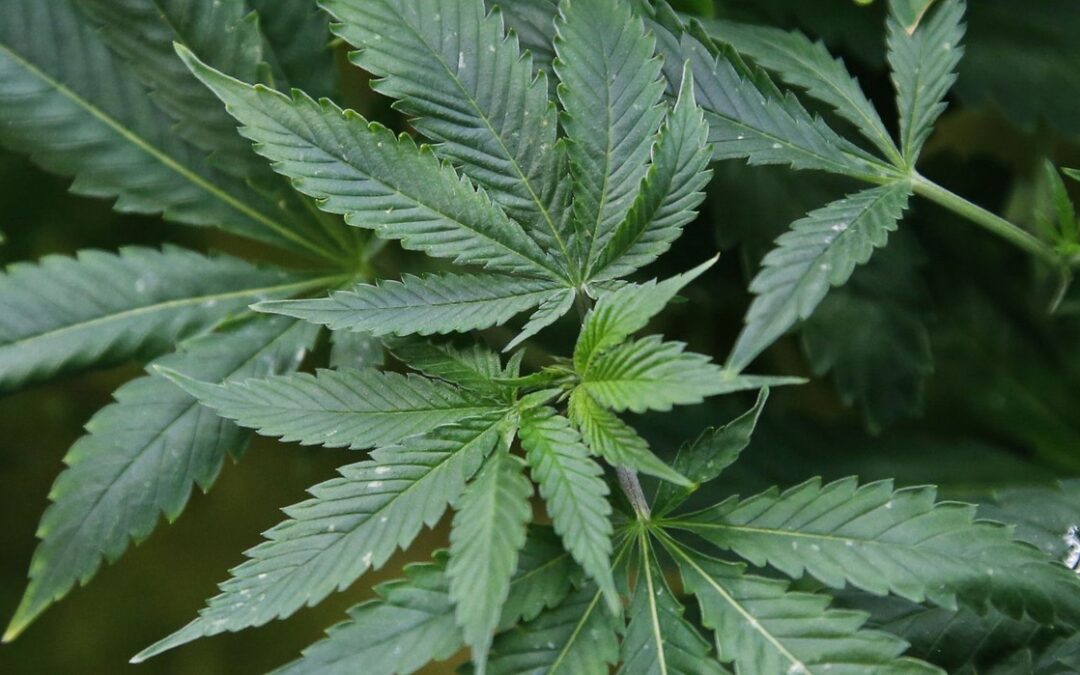 Alabama Democrats start ‘Free Weed’ site for marijuana legalization