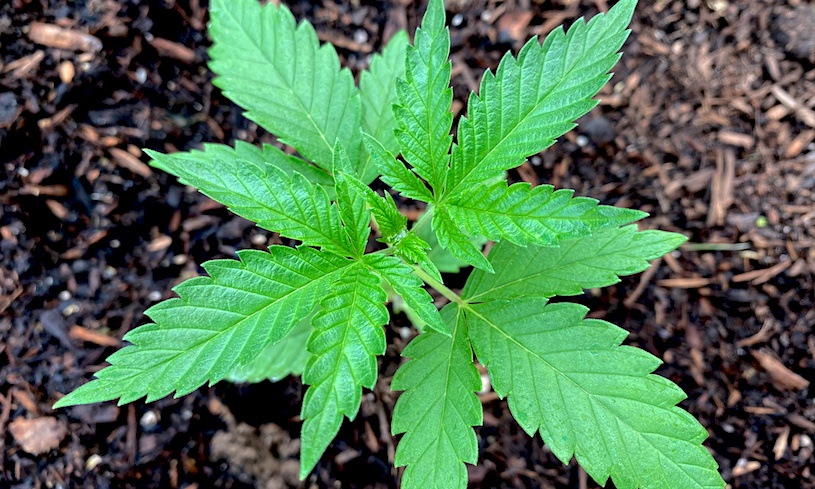 Seven In Ten North Carolina Voters Back Medical Marijuana Legalization As Senate Reform Bill Remains Stalled