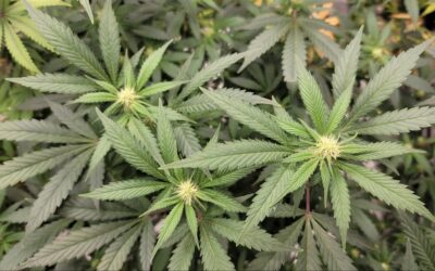 Kansas Lawmakers Kick Off Bicameral Medical Marijuana Conference, Aiming To Pass Jointly Negotiated Bill Soon