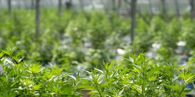 Costa Rica Legalizes Medical Marijuana Use and Hemp Cultivation