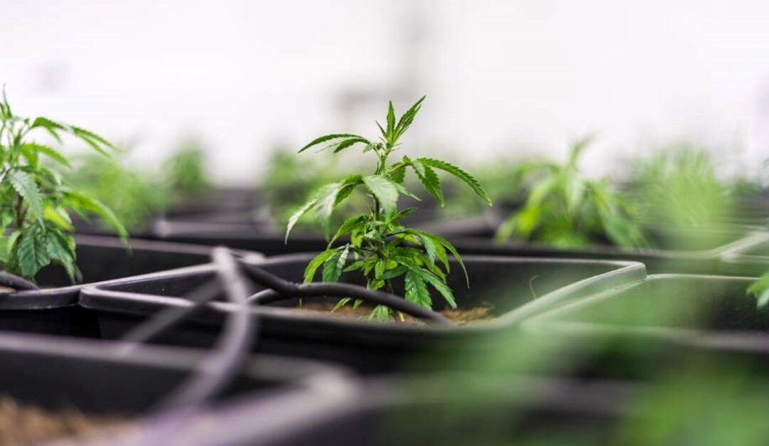 Looking Ahead to Adult-Use Sales, Connecticut Cannabis Business Take Stock of What’s Needed