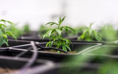 Looking Ahead to Adult-Use Sales, Connecticut Cannabis Business Take Stock of What’s Needed