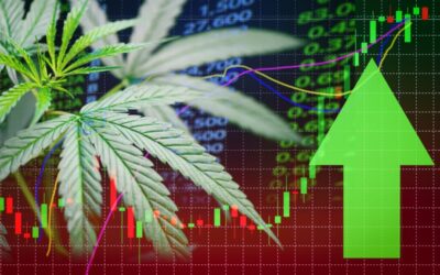 Despite Falling Stock Prices, Cannabis Leaders Are Optimistic