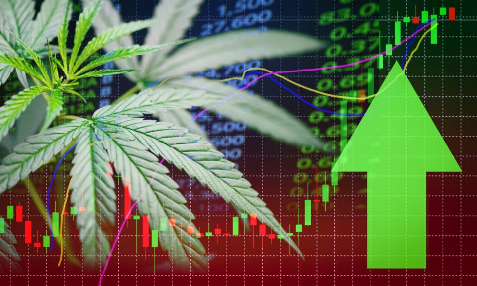 Despite Falling Stock Prices, Cannabis Leaders Are Optimistic