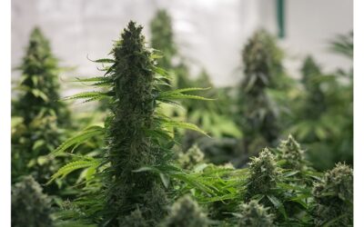 Connecticut Senate Passes Cannabis Advertising, Gifting, Zoning Bill, Sending It to Governor