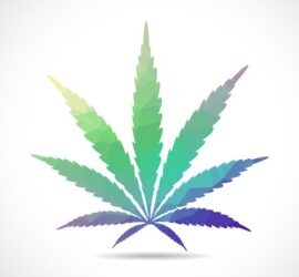 Australian Mainsteam Media Appears A Little Surprised By Cannabis Party Polling