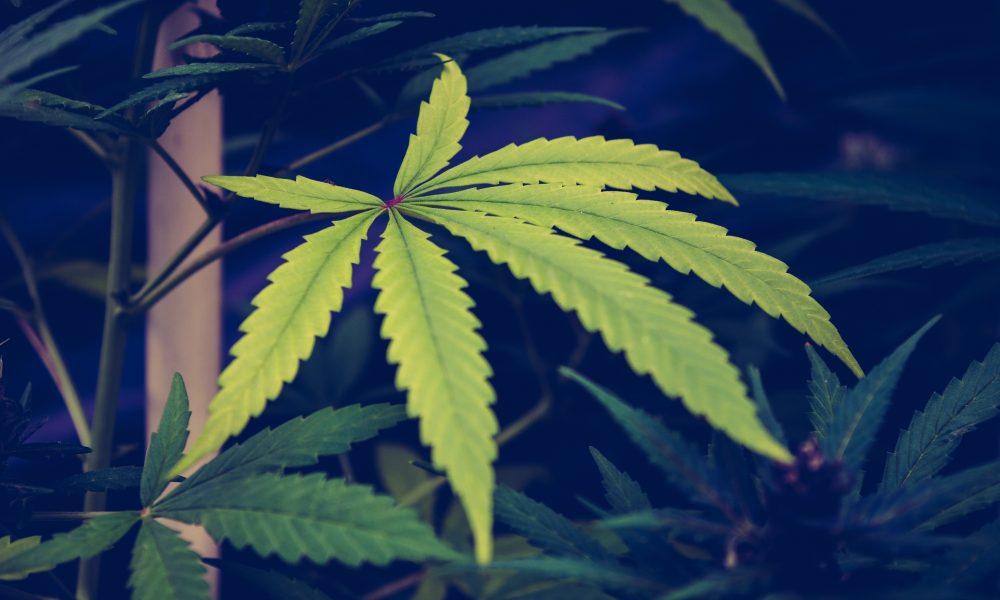 Georgia Voters Approve Marijuana Legalization Ballot Question