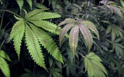 Delaware Rally To Overturn Marijuana Legalization Veto Set For June 7