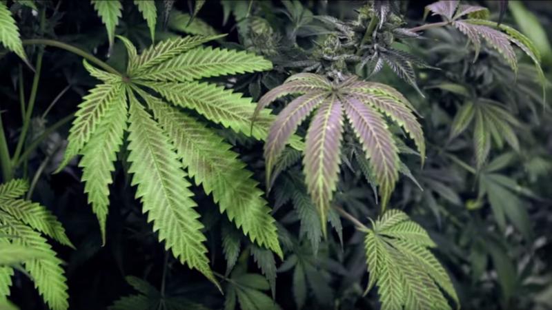 Delaware Rally To Overturn Marijuana Legalization Veto Set For June 7